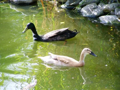 indický běžec