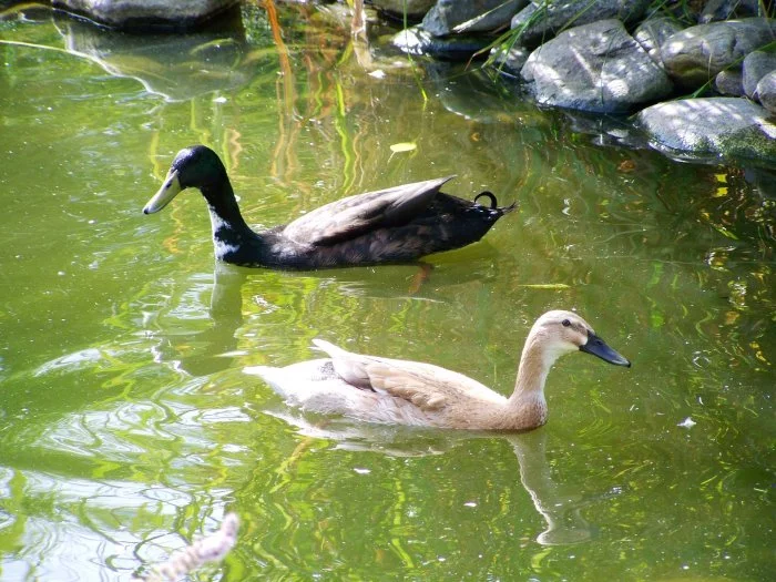 indický běžec