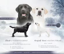 Štěňátka labradorských retrívrů