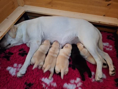 Štěňátka labradorských retrívrů