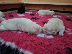 Štěňátka labradorských retrívrů