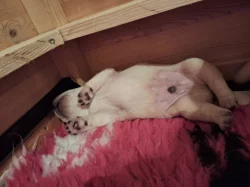Štěňátka labradorských retrívrů