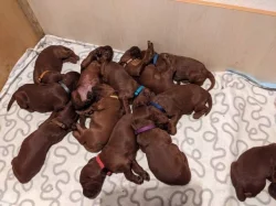 Štěně irský setr - štěňata irského setra