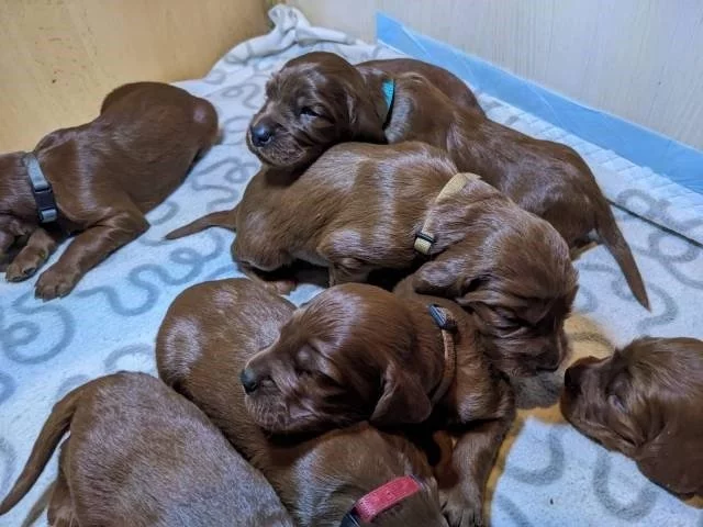 Štěně irský setr - štěňata irského setra