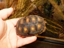 Želva uhlířská (Chelonoidis carbonaria)