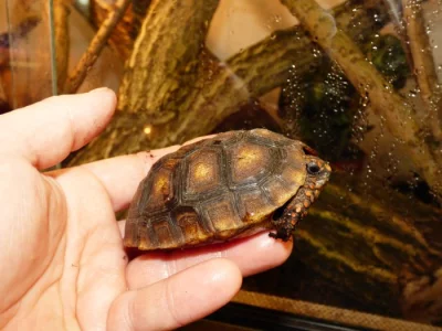 Želva uhlířská (Chelonoidis carbonaria)