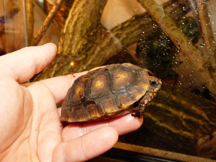 Želva uhlířská (Chelonoidis carbonaria)