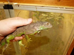 Leguán zelený (Iguana iguana)
