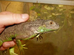 Leguán zelený (Iguana iguana)