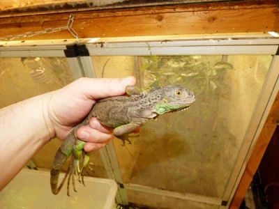 Leguán zelený (Iguana iguana)