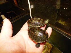 Želva čínská (Mauremys sinensis)