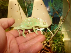 Chameleon jemenský (Chamaeleo calyptratus)