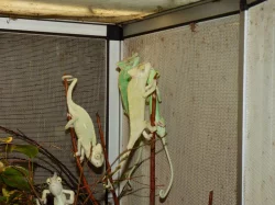Chameleon jemenský (Chamaeleo calyptratus)