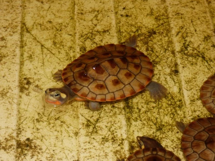 Krátkokrčka červenobřichá (Emydura subglobosa) vlatní odchov
