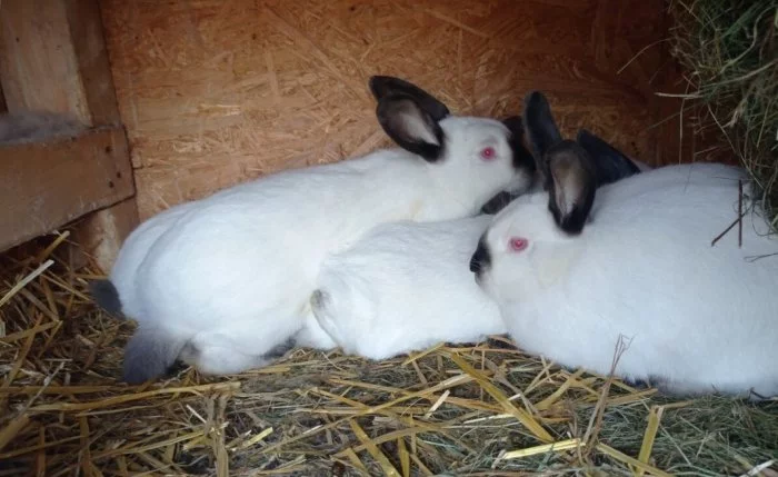 Králíci ma maso i na chov