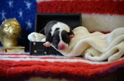 American Bully XL