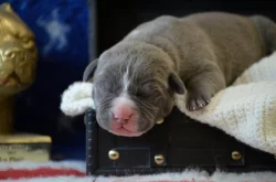 American Bully XL