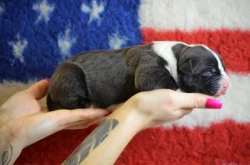 American Bully XL
