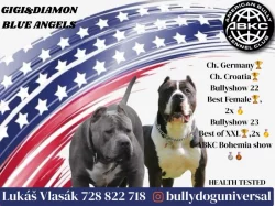 American Bully XL