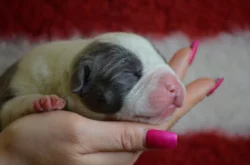 American Bully XL