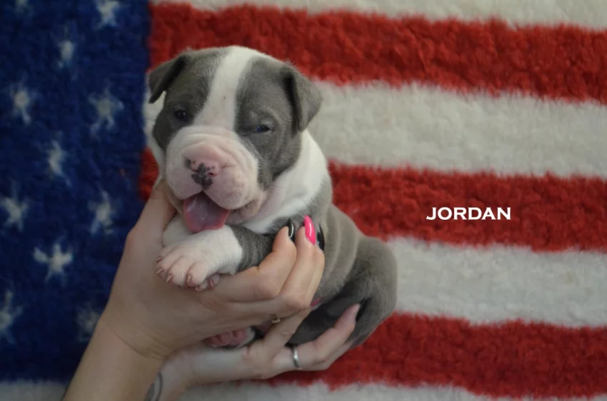 American Bully XL