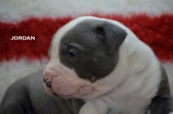 American Bully XL