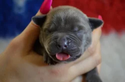 American Bully XL