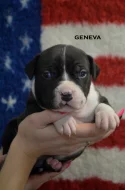 American Bully XL