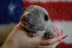 American Bully XL