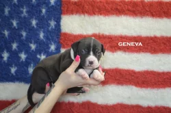 American Bully XL