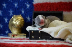 American Bully XL