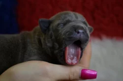 American Bully XL
