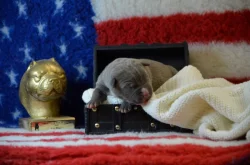 American Bully XL