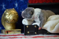 American Bully XL