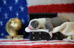 American Bully XL