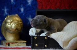 American Bully XL
