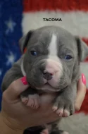 American Bully XL