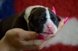 American Bully XL