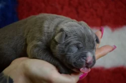 American Bully XL