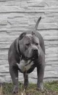 American Bully XL