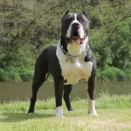 American Bully XL