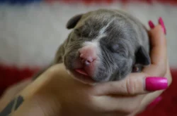 American Bully XL
