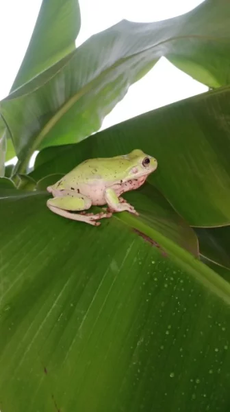 Rosnice siná (Litoria infrafrenata)