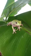 Rosnice siná (Litoria infrafrenata)