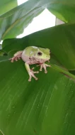 Rosnice siná (Litoria infrafrenata)