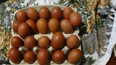 násadová vejce Maranska měděnokrká