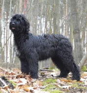 briard černý