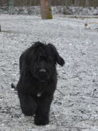 briard černý