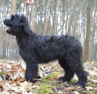 briard černý
