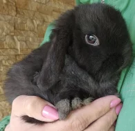 Zakrslý beránek / minilop